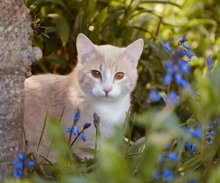 Kitty in the Bluebells