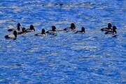a raft of hooded merganzers