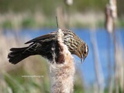 marsh sparrow 3