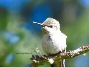 hummingbird chick