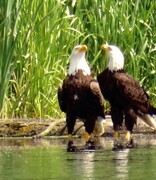 pair of eagles fishing