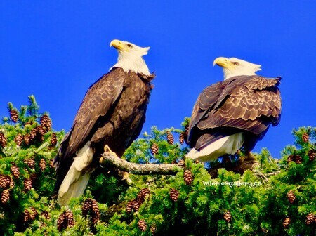 guarding the eagle nest
